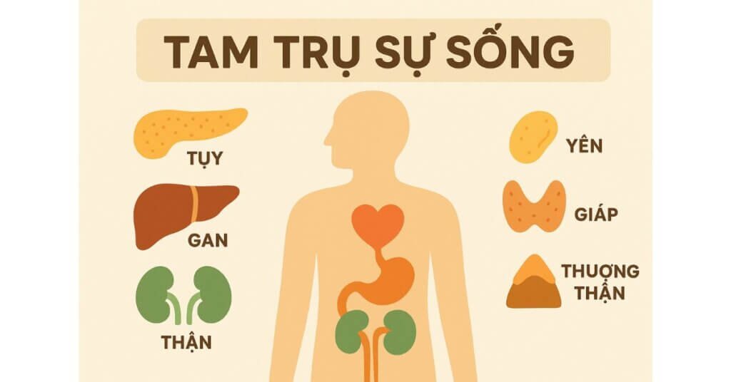 Minh họa các cơ quan quan trọng trong cơ thể theo mô hình 'Tam Trụ Sự Sống': Tụy, Gan, Thận, Yên, Giáp và Thượng thận.